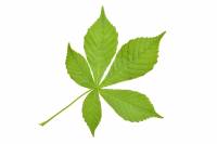 Marronnier d'Inde - feuille (Aesculus hippocastanum)